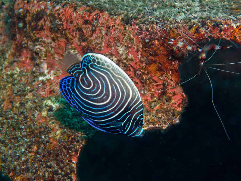 Shrimp, Emperor Angelfish (juvenile), House
        Reef
